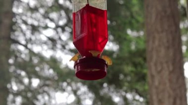 besleyici altında uçan kuş uğultu