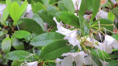 bahar duş beyaz ormangülü