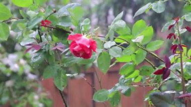 pembe gül damla yağmur suyu