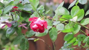 pembe gül bahçesine düşen yağmur