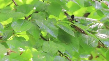 yaprakları dökülen yağmur damlaları