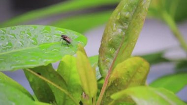 yaprakları anında kapatın