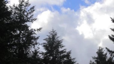 ağaçlar ve rüzgarda bulutlar