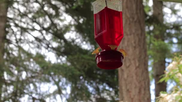 Humming bird zweefde onder feeder — Stockvideo
