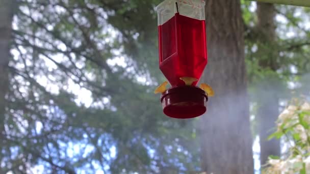 Fumée derrière humming mangeoire d'oiseaux — Video