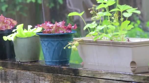 Γλάστρες Φυτά Έξω Στη Βροχή Και Χαλάζι — Αρχείο Βίντεο