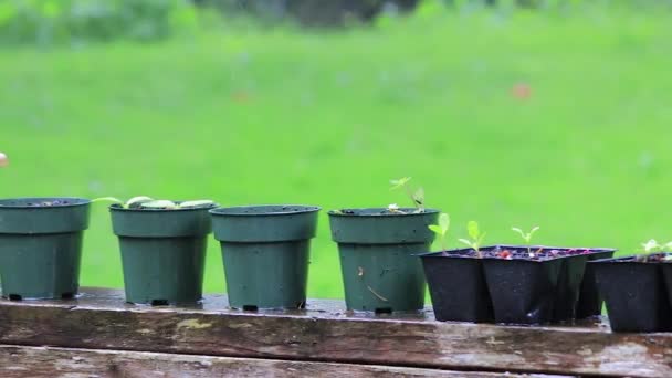 Pequeñas plantas en macetas bajo la lluvia — Vídeo de stock