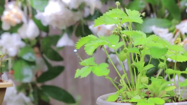 Erdbeerpflanze draußen im Regen — Stockvideo