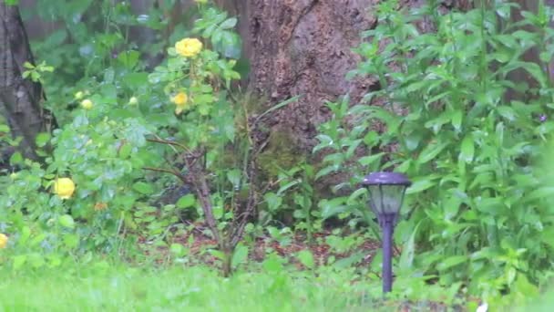 Tormenta de granizo de cámara lenta golpea rosal . — Vídeos de Stock