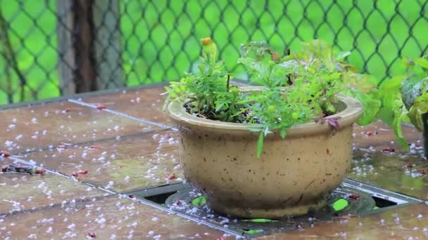 Planta en la lluvia sobre una mesa — Vídeos de Stock