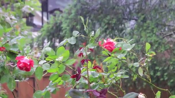 Roze rozen hangen met regen en weer — Stockvideo