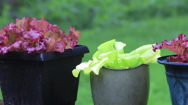 Салат растения в горшках под дождем — стоковое видео