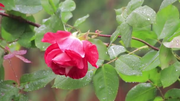 Όμορφο Ροζ Τριαντάφυλλο Σταγονίδια Νερού Και Νεροποντή — Αρχείο Βίντεο