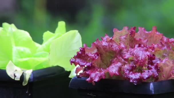 Cserépben, eső után saláta — Stock videók