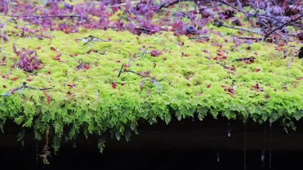 Mousse envahie goutte à goutte eau — Video