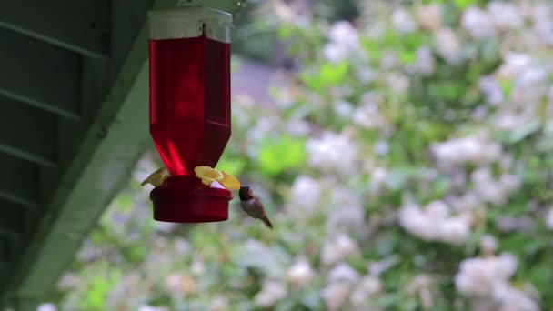 Kolibrie zweeft in de buurt van de feeder — Stockvideo
