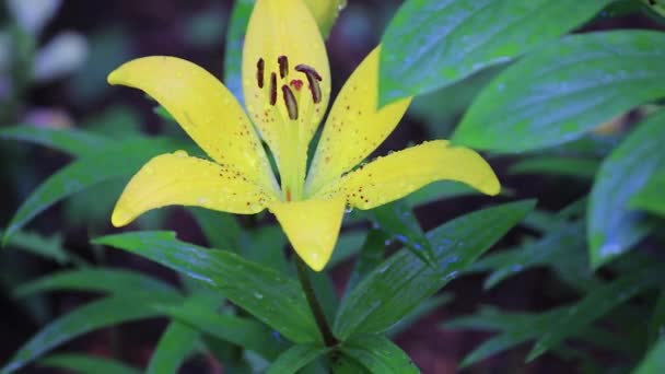 Yellow lilly in the rain — Stock Video