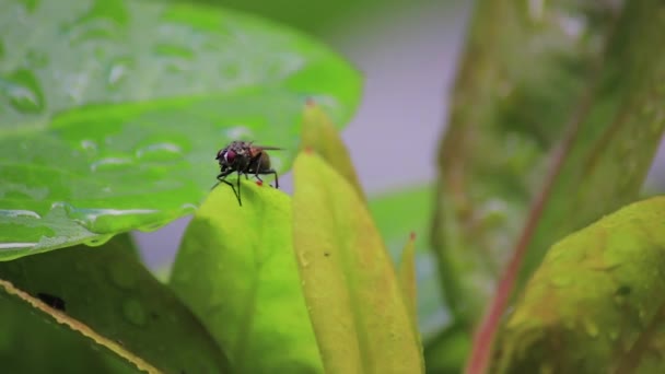 mouche débarquée sur feuilles mouillées 