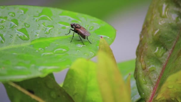Wet leaf with a fly — Stock Video