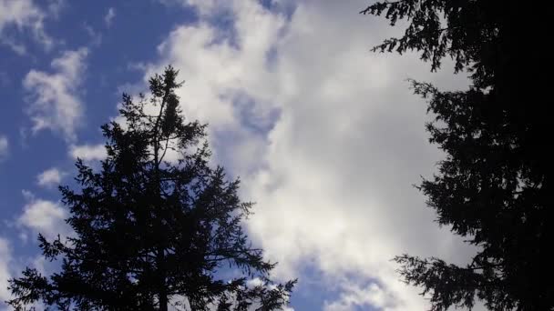 Clouds and trees in the wind — Stock Video