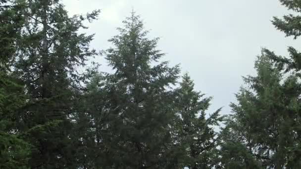 Bäume, die im Wind wehen — Stockvideo