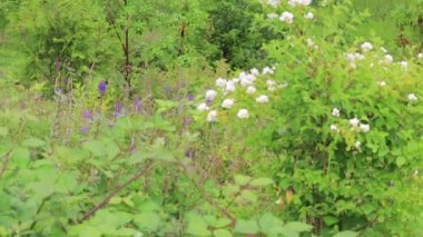 Apple'dan gölete pan yukarı