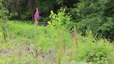 kır çiçeği bahçe pembe ve mor