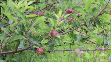 elma yabani ağaç üzerinde