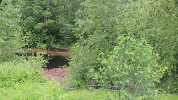 야생 정원에서 부는 바람 — 비디오