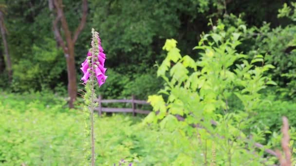 Abeille en fleur foxglove — Video