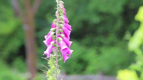 Fleur rose foxglove fermer — Video