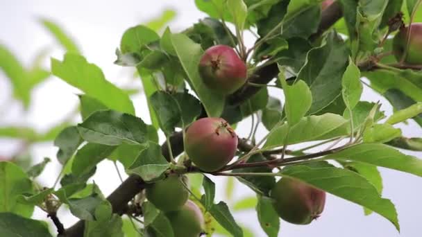 Close-up van wild appels — Stockvideo