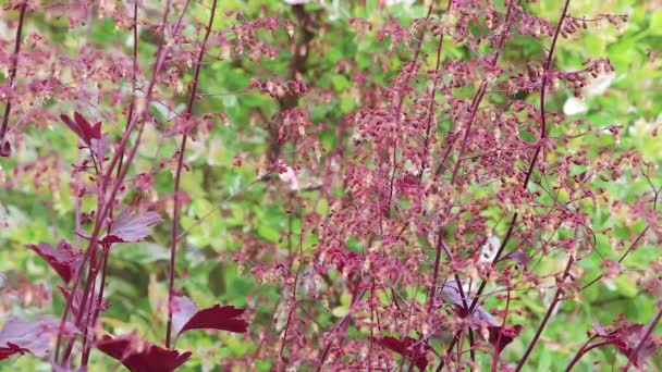 Polinated 赤い植物 — ストック動画
