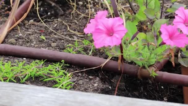Sistema di irrigazione gocciolante sul giardino — Video Stock