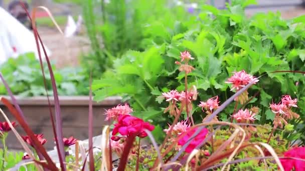 Rosa Blumen in einem Garten — Stockvideo