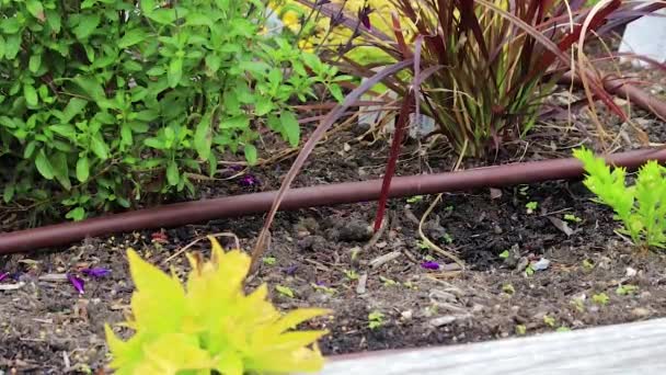 Irrigation system watering garden — Stock Video