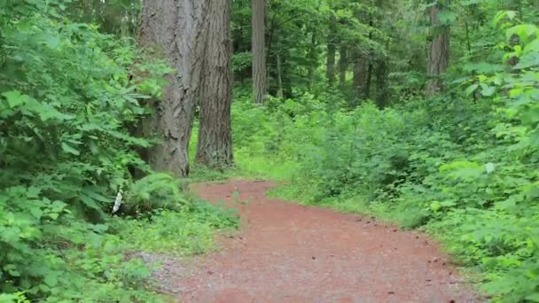 Panning up through a forest path — Stock Video