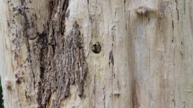 Anne ağaçkakan içinde gagasıyla ve yuvaya üç genç beslemeleri