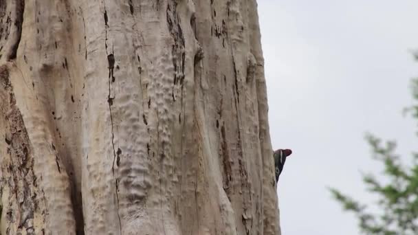 Woodpecker on the side of a tree — Stock Video