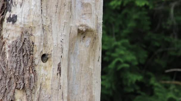 Baby woodpecker releives itself out the entrance of the nest. — Stock Video