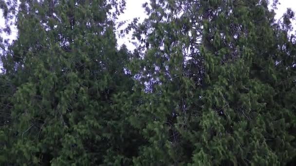 Przesuwanie w dół przez las do ogrodzenia drewniane — Wideo stockowe