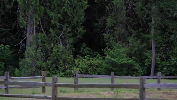 Trä stängsel längs gräsbevuxen betesmark i washington state — Stockvideo