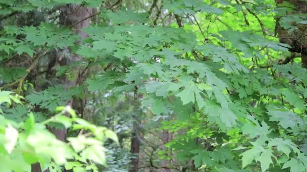 Arce de hoja grande en el bosque del noroeste pacífico — Vídeos de Stock