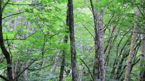 Paneo a través de arces de hoja grande y bosque del noroeste pacífico — Vídeo de stock