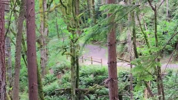 Trilha através da floresta pacífica noroeste no verão — Vídeo de Stock