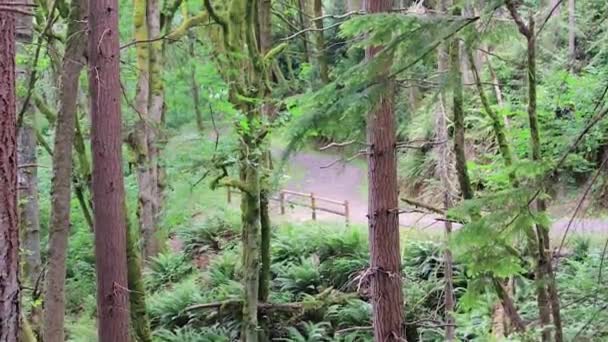 Sendero a través del pacífico bosque noroeste en verano — Vídeo de stock