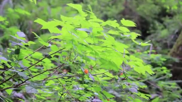 Zalm Berry Plant Met Vruchten Klappen Wind Een Forest Van — Stockvideo