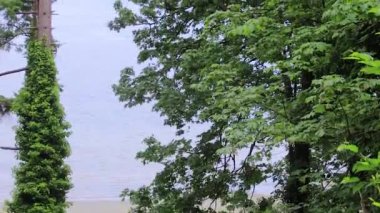 sahil hattı puget ses yakınındaki büyük maple orman