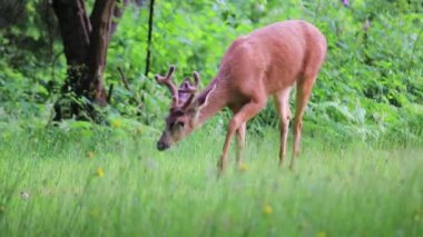 ormanda otlatma geyik