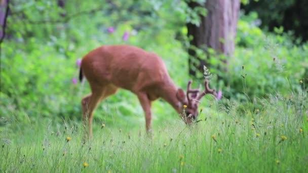 Veados comendo grama na floresta — Vídeo de Stock